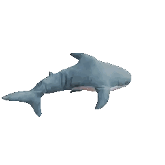 Stuffed Shark Floating