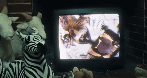 Stuffed Zebra Watching Lion On TV GIF