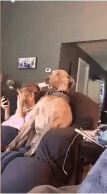Stunned Dog Awkward Shocked GIF
