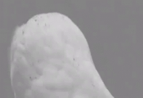 Owl Pet Stunned Eyes GIF