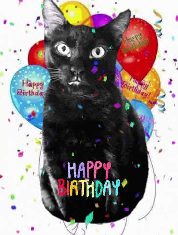 Stunned Black Birthday Cat Surprise GIF