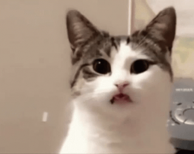 Stunned Cute Munchin Cat  GIF