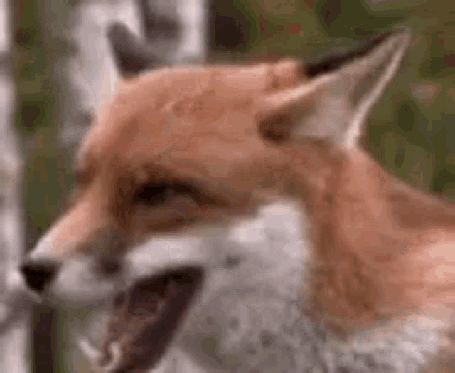 Stunned Fox Rawr GIF