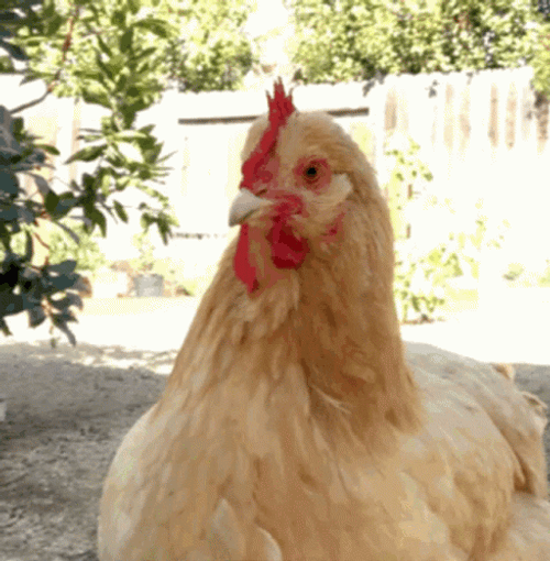 Stunned Orpington Chicken GIF