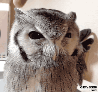 Styling An Owl GIF
