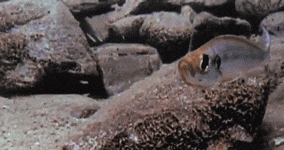 Sucking Fish Meme GIF