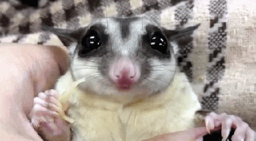 Sugar Glider Chewing Gum GIF