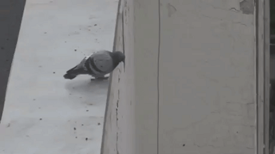 Suicide Pigeon Roof Jump GIF