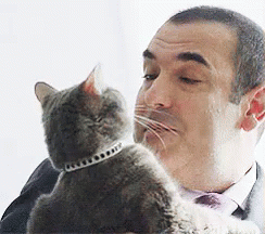 Suits Rick Hoffman Cat GIF
