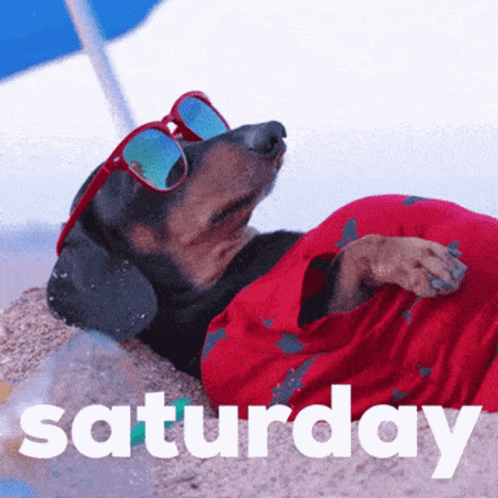 Summer Saturday Wiener Dog GIF