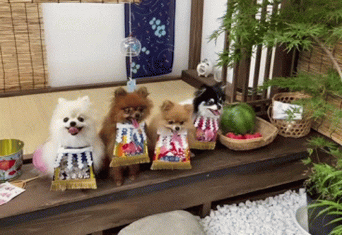 Sumo Pomeranian Dogs GIF
