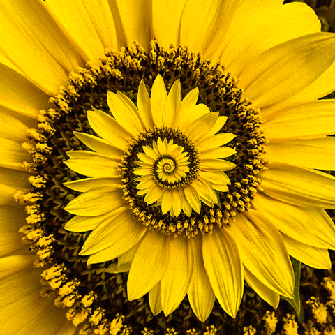 Sun Flower Hypnosis Spiral GIF