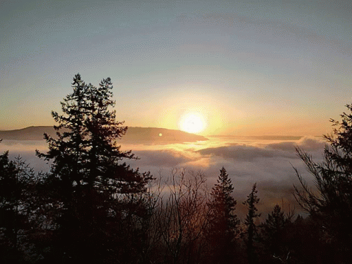Sun Setting Over Foggy Forest