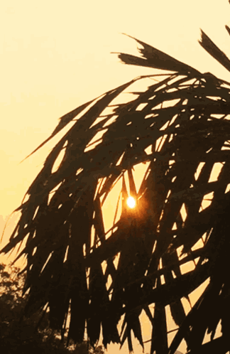 Sun Shining Through Palm Tree Branches GIF