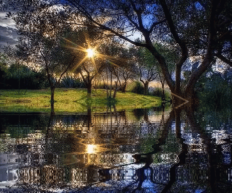Sun Shining Through Trees in Water