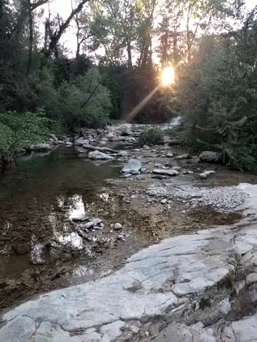 Sun Shining Through Trees Over River