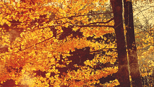 Sun Shining Through Trees With Changing Leaves
