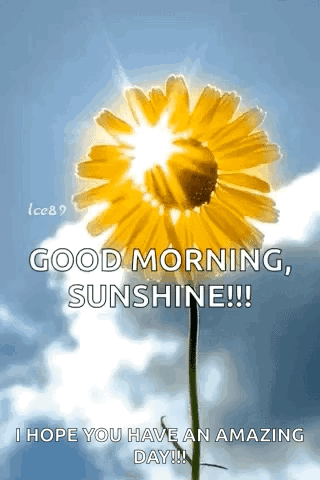 Sun Shining Through Yellow Flower Good Morning Sunshine GIF