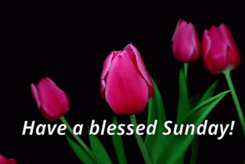 Sunday Blessings Blessed Sunday Change For Better Tulips GIF