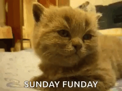 Sunday Funday Tired Cat GIF