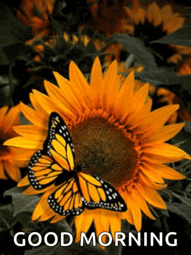 Sunflower Butterfly Gif GIF