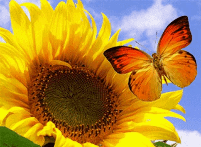 Sunflower Butterfly Gif GIF