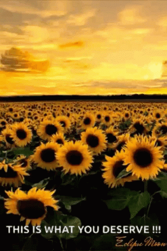 Sunflower Field At Sunset GIF