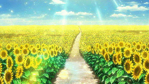 Sunflower Field Path With Sun GIF