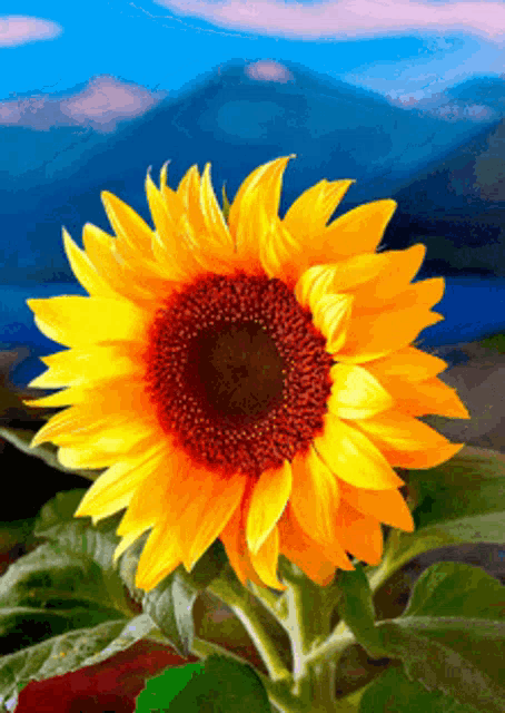 Sunflower Gif GIF