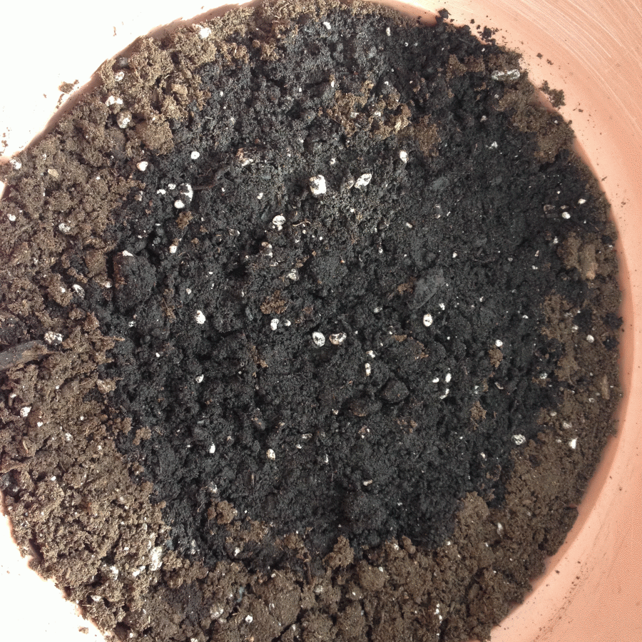 Sunflower Growing GIF