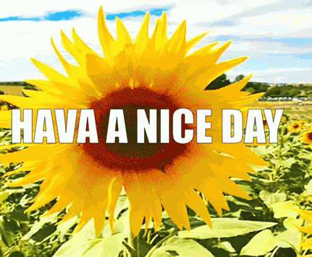 Sunflower Have A Nice Marvelous Monday GIF