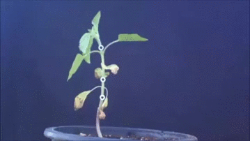 Sunflower Heliotropism GIF