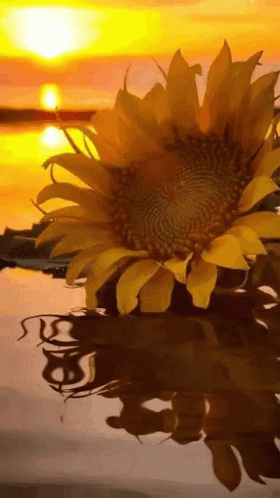 Sunflower In Water GIF