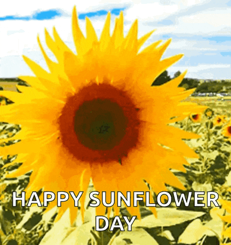 Sunflower Nature Gif GIF