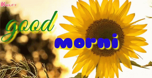 Sunflower Saying Good Morning