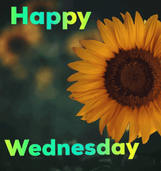 Sunflower Saying Happy Wednesday