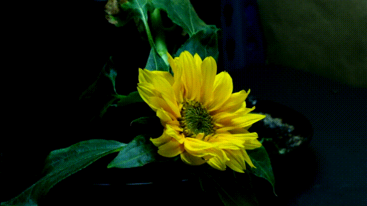 Sunflower Slowly Moving GIF