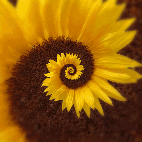 Sunflower Spiral Loop GIF