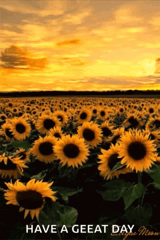 Sunflower Sunset Eclipse Moon Have a Great Day