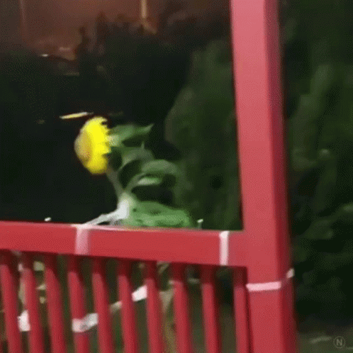 Sunflower Surviving Strong Wind GIF