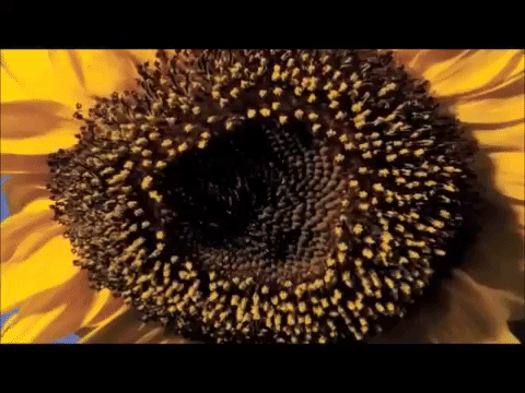Sunflower Time-lapse GIF