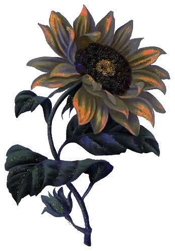 Sunflower With Black Leaves