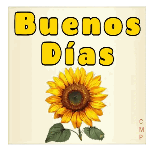 Sunflower with Buenos Dias
