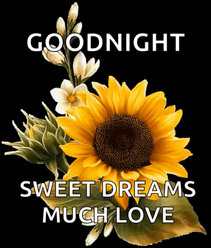 Sunflower with Goodnight Sweet Dreams