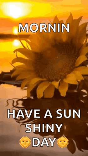Sunflower With Mornin Have a Sun Shiny Day