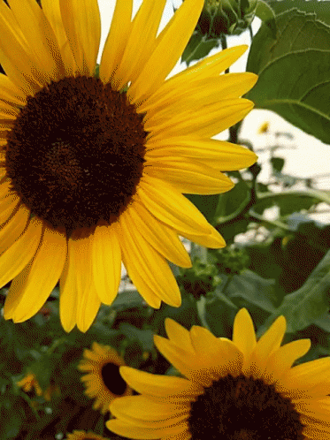 Sunflowers On Sunflower Field GIF