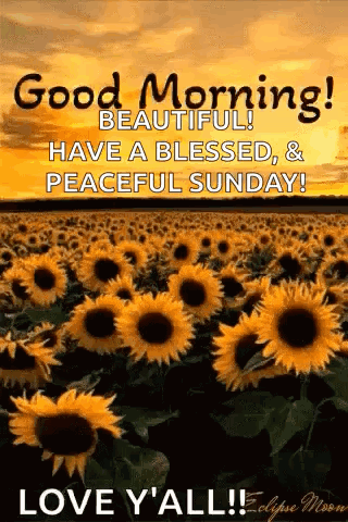 Sunflowers with Good Morning Message