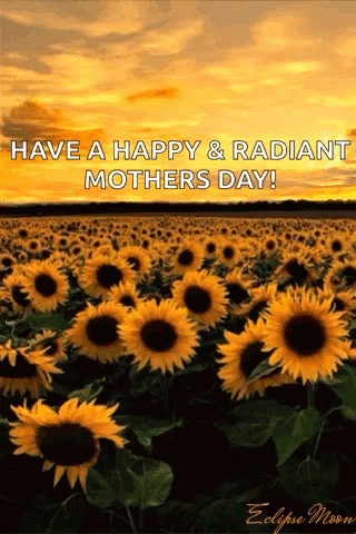 Sunflowers With Happy Mother's Day GIF