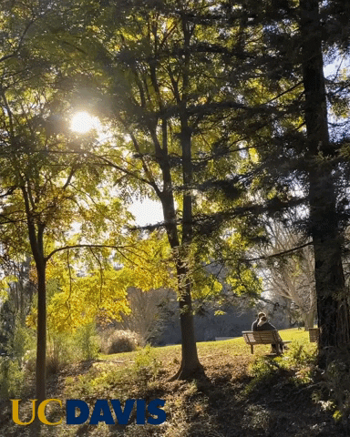 Sunny Day Forest Autumn Sitting Bench GIF