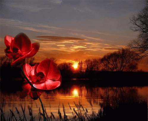Sunset Flower GIF